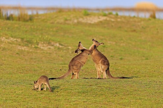 Eastern grey kangaroo (Macropus giganteus), adult, male, two, fighting, on grassland, Maloney Beach, New South Wales, Australia