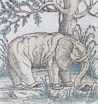 Elephant Indian elephant (Elephas maximus indicus), hand-coloured woodcut by Sebastian M&uuml;nster from the Cosmographia Universalis, Basel 1550, Switzerland