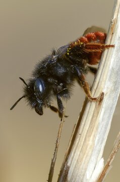 Apidae, bees, hymenoptera, mason bee, osmia bicornis, osmia rufa, red mason bee, high size, portrait format, insects