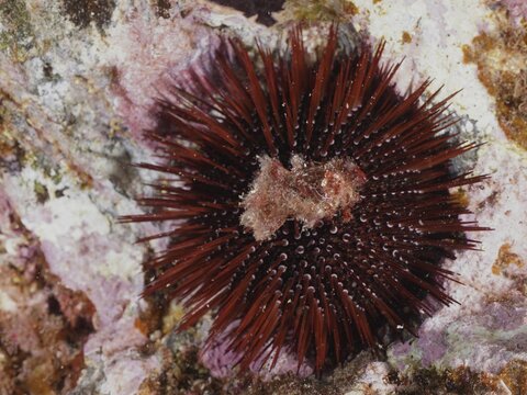 A purple sea urchin, stone urchin (Paracentrotus lividus), sitting on an uneven, chalky sea bed, dive site Giens Peninsula, Mediterranean Sea, Porquerolles, Provence, C&ocirc;te d'Azur, France