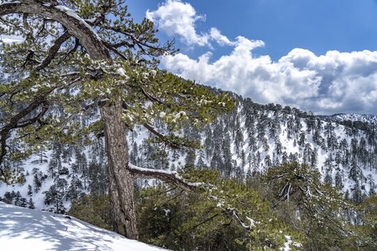 Snowy landscape in the Troodos Mountains in Trodoos, Cyprus