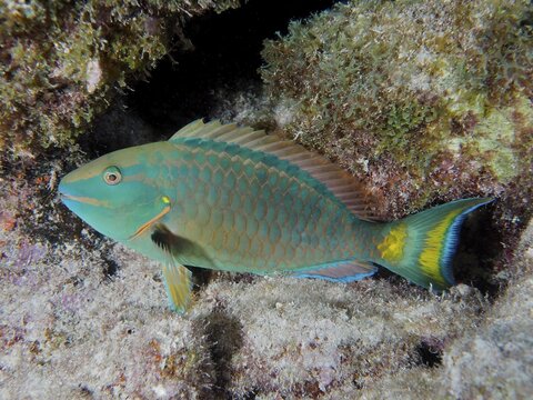 A stoplight parrotfish (Sparisoma viride) rests on the reef at night. Dive site John Pennekamp Coral Reef State Park, Key Largo, Florida Keys, Florida, USA