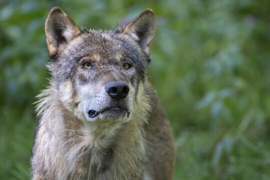 Gray wolf (Canis lupus), portrait, Neuhaus, Lower Saxony, Germany