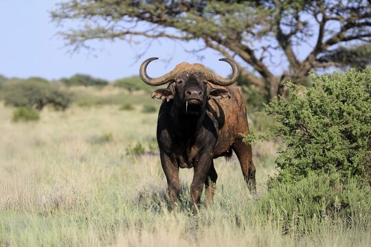 Cape buffalo (Syncerus caffer), adult, foraging, feeding, Mokala National Park, Northern Cape, South Africa