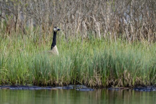 Canada goose (Branta canadensis), Vulkaneifel, Rhineland-Palatinate, Germany