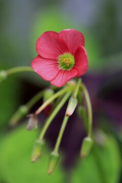 Wood Sorrel (Oxalis), blossom, Germany