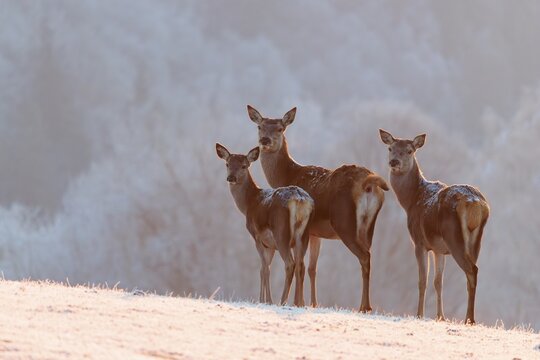 Three female red deer (Cervus elaphus) stand on a meadow covered in hoar frost in the faint light of a slightly misty winter's day. A forest covered in hoarfrost can be seen in the background