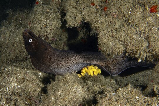 A Muraena augusti (Muraena augusti) hiding in a reef with yellow sea sponge, dive site Los Champignones, Las Galletas, Tenerife, Canary Islands, Spain