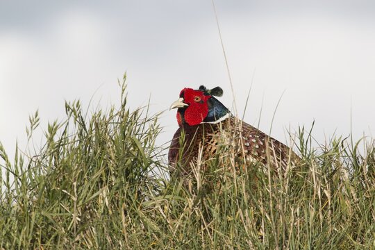 Common Pheasant (Phasianus colchicus), male, Texel, North Holland, The Netherlands