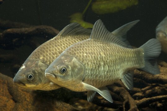 Carassius gibelio, pediment, prussian carp, silver carp, fish, fishes, pisces