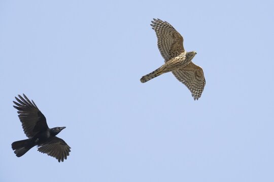 A crow (Corvus corone) chasing a goshawk (Accipiter gentilis), Hesse, Germany