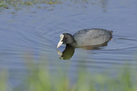 Eurasian Coot, coot rail, (Fulica atra), swimming on the water, D&uuml;mmer, Lake D&uuml;mmer, Ochsenmoor, H&uuml;de, Lower Saxony, Germany