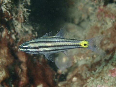 An elongated fish with stripes and a yellow spot, toothed cardinalfish (Cheilodipterus isostigmus), swimming in front of a rock, dive site Magic Forest, Penyapangan, Bali, Indonesia