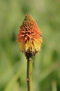 Torch lily (Kniphofia uvaria), clustered torch lily, clustered tritome, flower, in bloom, Kirstenbosch Botanical Garden, Cape Town, South Africa