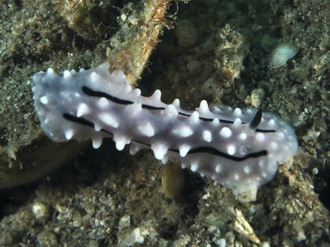 White sea snail with dark stripes, Rudman's Phylidiella (Phyllidiella rudmani), on a sandy seabed. Dive site Gondol Reef, Gondol, Bali, Indonesia