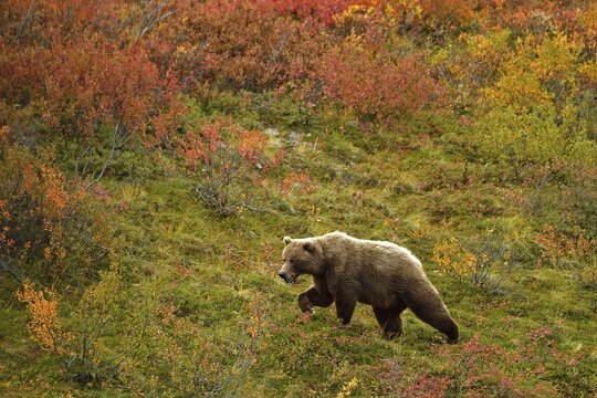 Grizzly bear (Ursus arctos horribilis) striding across the autumn-coloured tundra with a view of the coloured berry bushes, Denali National Park, Alaska, USA