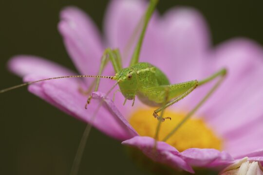Speckled bush cricket (Leptophyes punctatissima) adult insect on a garden flower in the summer, England, United Kingdom