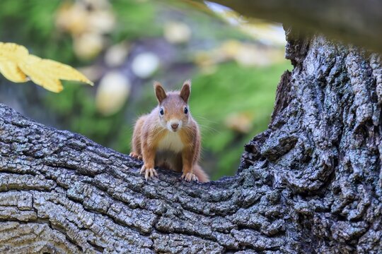 A curious red squirrel crouches on a textured tree trunk in front of soft green and looks directly at the camera, squirrel (Sciurus vulgaris), wildlife, Germany
