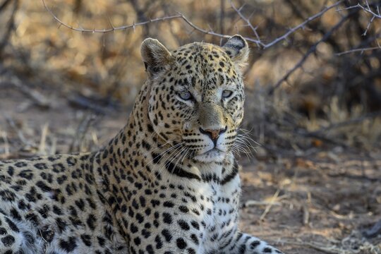 African leopard (Panthera pardus pardus), male, Okonjima Nature Reserve, near Otjiwarongo, Otjozondjupa Region, Namibia, Afrikaa