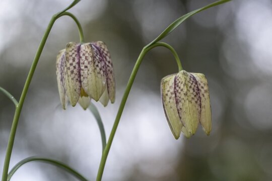 Snake's Head Fritillary (Fritillaria meleagris), Emsland, Lower Saxony, Germany