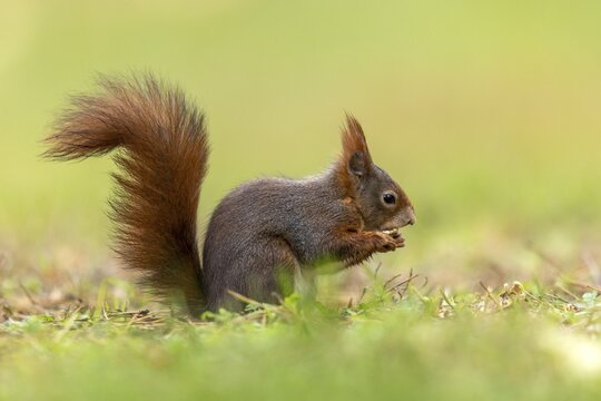 Eurasian red squirrel (Sciurus vulgaris) foraging for food, Germany
