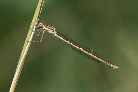 Common winter dragonfly, Sympecma fusca, winter damselfly, damselflies, dragonflies, insects, dragonflies, odonata, zygoptera