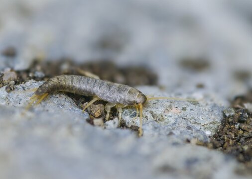 Lepisma saccharinum, silverfish, sugar guest, insects, silverfish