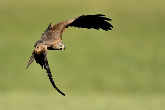Black kite (Milvus migrans), in flight over a meadow, Canton Zug, Switzerland