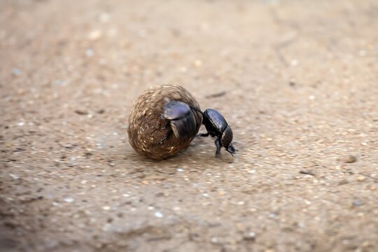 Dung beetle (Scarabaeus sacer), sacred dung beetle, adult, two, pairs, rolling, dung ball, elephant dung, for egg-laying, Kruger National Park, Limpopo Province, South Africa