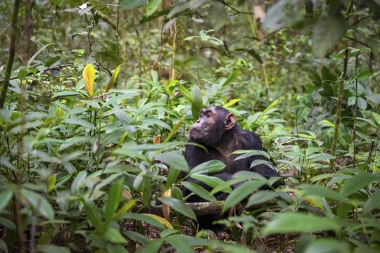 Chimpanzee (Pan Troglodytes), male on the ground, jungle in Kibale National Park, Uganda