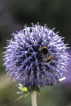 Large earth bumblebee (Bombus terrestris) on globe thistle (Echinops ritro), Emsland, Lower Saxony, Germany