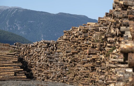 Logs, spruce logs, roundwood, storage, timber industry, Sunndals&oslash;ra, Tingvollfjorden, Sunndal Municipality, M&oslash;re og Romsdal Province, Norway