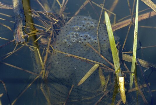 Agile frog, bufo bufo, common toad, rana dalmatina, jumping frog, amphibians, amphibians, frog, frogs, spawn, spawning balls, spawning lines, amphibians