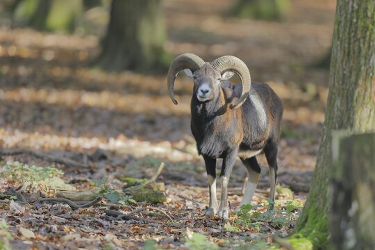 European mouflon (Ovis gmelini musimon), ram standing in the forest, Taunus, Hesse, Germany