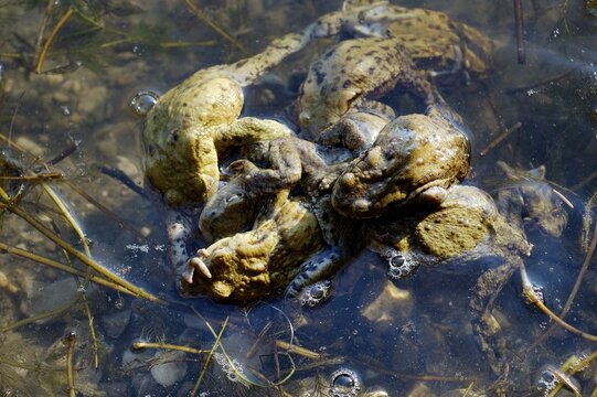 Several common European toads ( Bufo bufo ) pairing in water