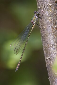 Chalcolestes viridis, large ruismaid, lestes viridis, willow spreadwing, western willow spreadwing, willow emerald damselfly, damselflies, dragonflies, high size, portrait format, insects, dragonflies, odonata, zygoptera