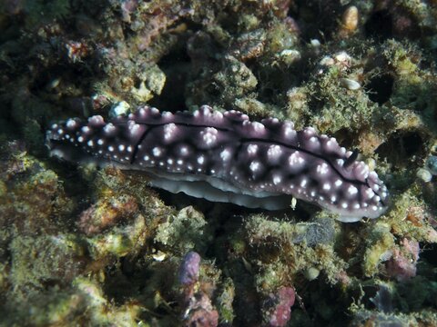 Black and purple nudibranch, pustule warty snail (Phyllidiella pustulosa), warty snail, on coral reef, dive site Prapat, Penyapangan, Bali, Indonesia