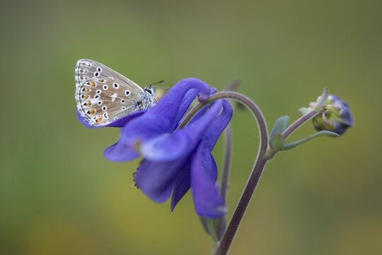 Adonis blue, sky blue blue, Lysandra bellargus, polyommatus bellargus, blue, butterfly, insects, butterfly, butterflies, butterflies