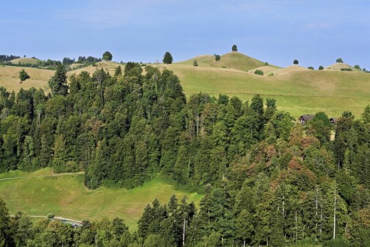 Linden trees (Tilia) growing in parched, dried-up meadows in the drumlin landscape, the hot summer of 2026, Hirzel, Canton of Zurich, Switzerland
