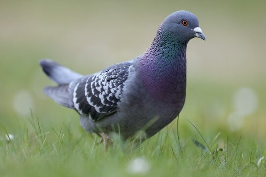 City dove (Columba livia forma domestica) running in the grass, Germany