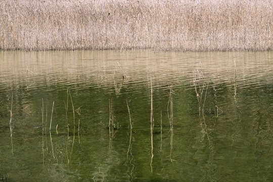 Reeds in green water, Mittersee, F&uuml;ssen, Oberallg&auml;u, Allg&auml;u, Bavaria, Germany