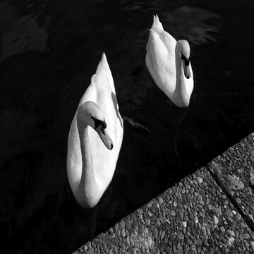 Swan, swans, mute swans (Cygnus) black and white, graphic, square, from above, Max-Eyth-See, Hofen, Stuttgart, Baden-W&uuml;rttemberg, Germany