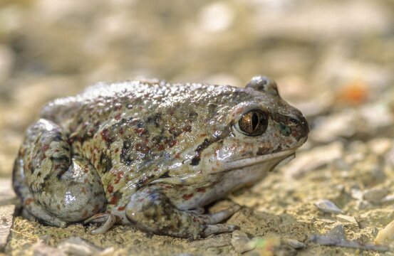 Common spadefoot, garlic toad, pelobates fuscus, amphibians, amphibians, amphibians, amphibians