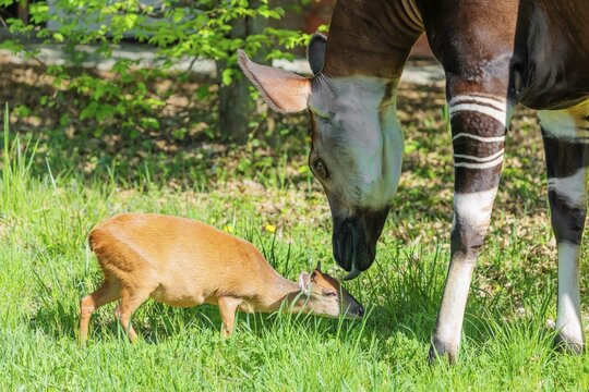 Best friends. An okapi (Okapia johnstoni) licks a Red Forest Duiker (Cephalophus natalensis) on a green meadow on a sunny day