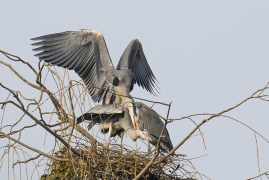 Two Grey Herons (Ardea cinerea) mating on the nest, Hesse, Germany