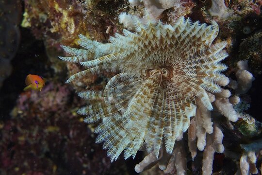 Indian tubeworm (Sabellastarte indica), Dive site Giannis D wreck, Hurghada, Egypt, Red Sea