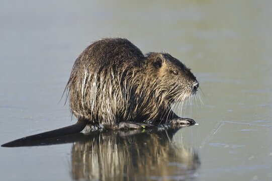 Nutria (Myocastor coypus) on the ice surface of a lake in winter, neozoa in Germany, North Rhine-Westphalia, Germany