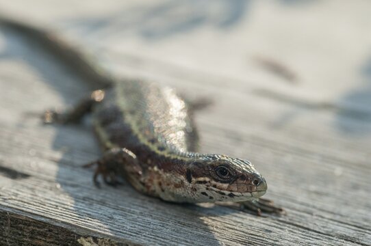 Mountain lizard, Finland, Lacerta vivipara, bog lizard, viviparous lizard, zootoca, common lizard, critters, lizards, lizards, reptiles