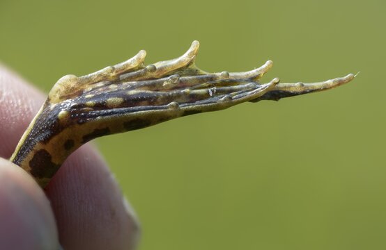 Callus internus, common water frog, edible frog, metatarsal tubercle, pelophylax esculentus, pelophylax kl. esculentus, prehallux, rana kl. esculenta, pond frog, amphibians, heel hump, frog, frog, amphibians, frogs, amphibians, metatarsal tubercle