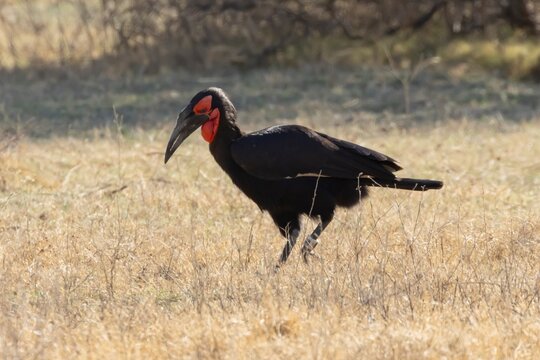 Southern ground hornbill (Bucorvus leadbeateri) adult bird in a savannah grassland, Limpopo, South Africa